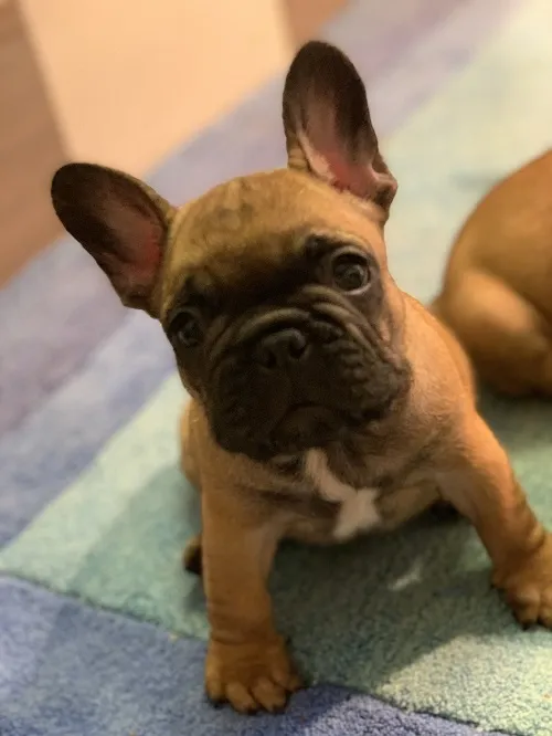 Francuski buldog na prodaju, Beograd Surčin (6)