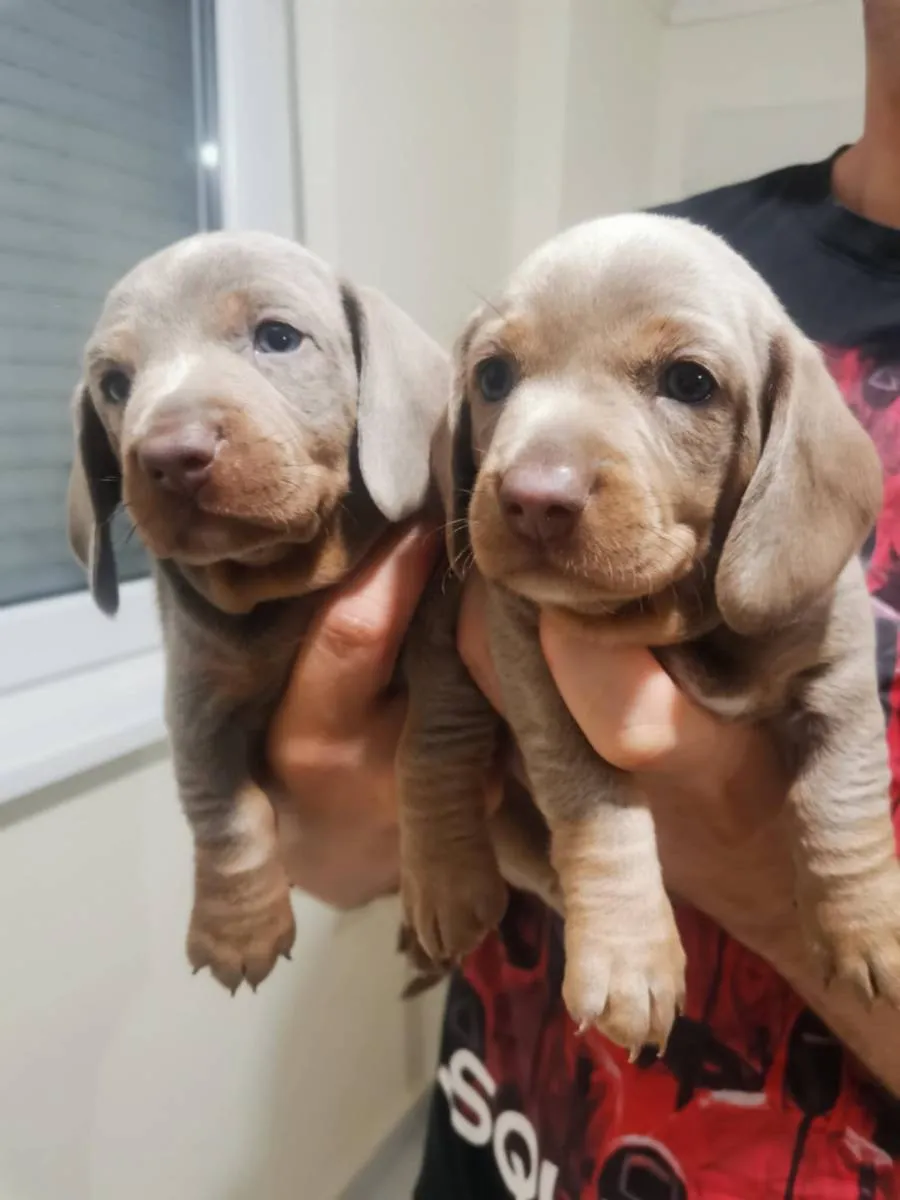 Jazavičar na prodaju, Zrenjanin (4)