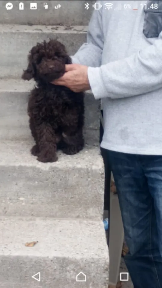 Pudla (patuljasta) na prodaju, Novi Sad