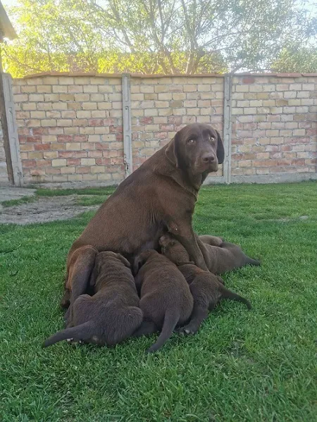 Labrador retriver na prodaju, Beograd (6)