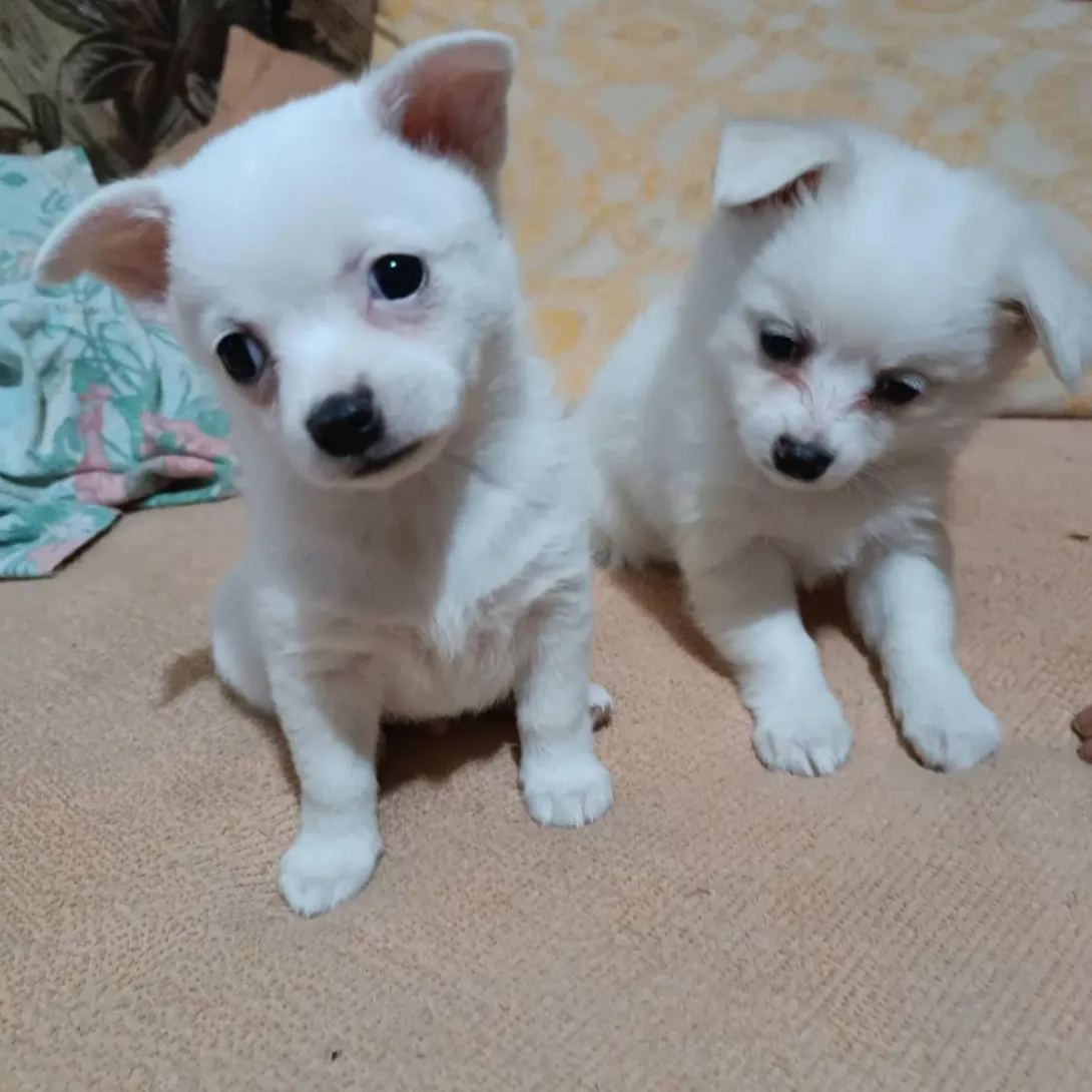 Čivava na prodaju, Novi Sad (2)