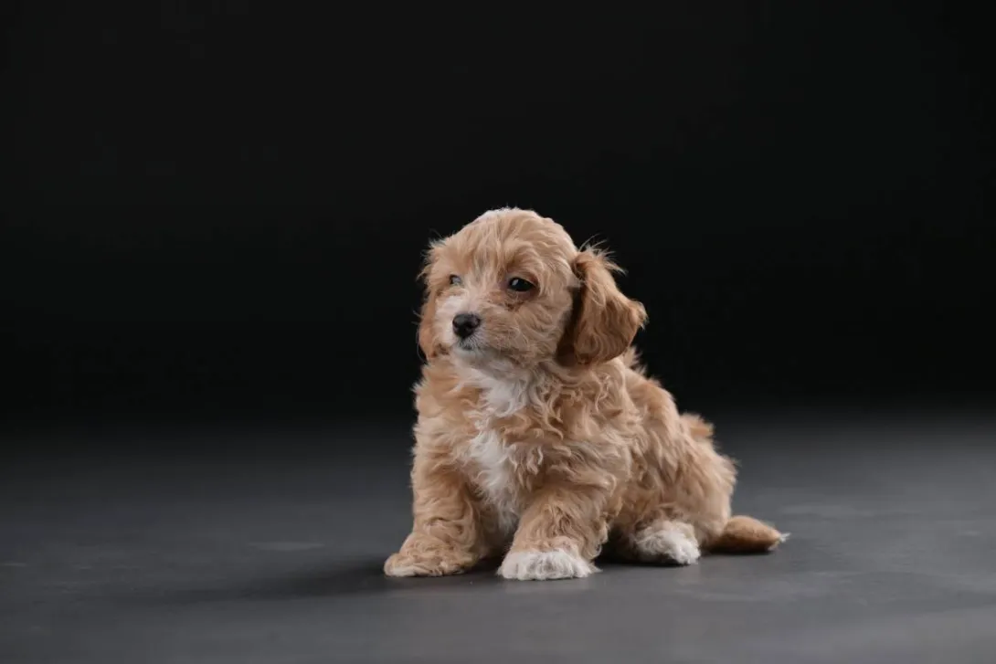 Havanski bišon na prodaju, Beograd (4)