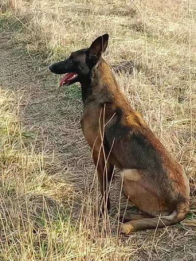 Belgijski ovčar na prodaju, Vrbas (6)