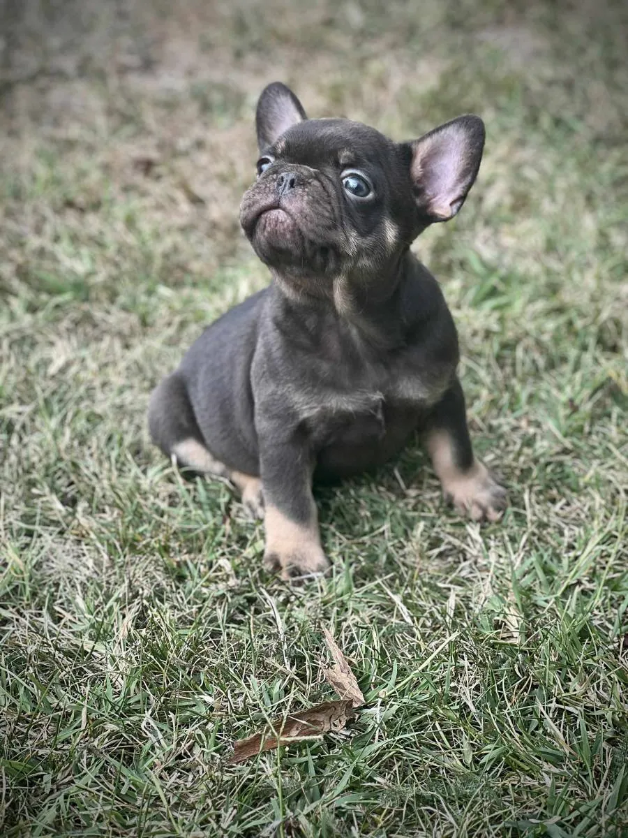 Francuski buldog na prodaju, Kragujevac (6)