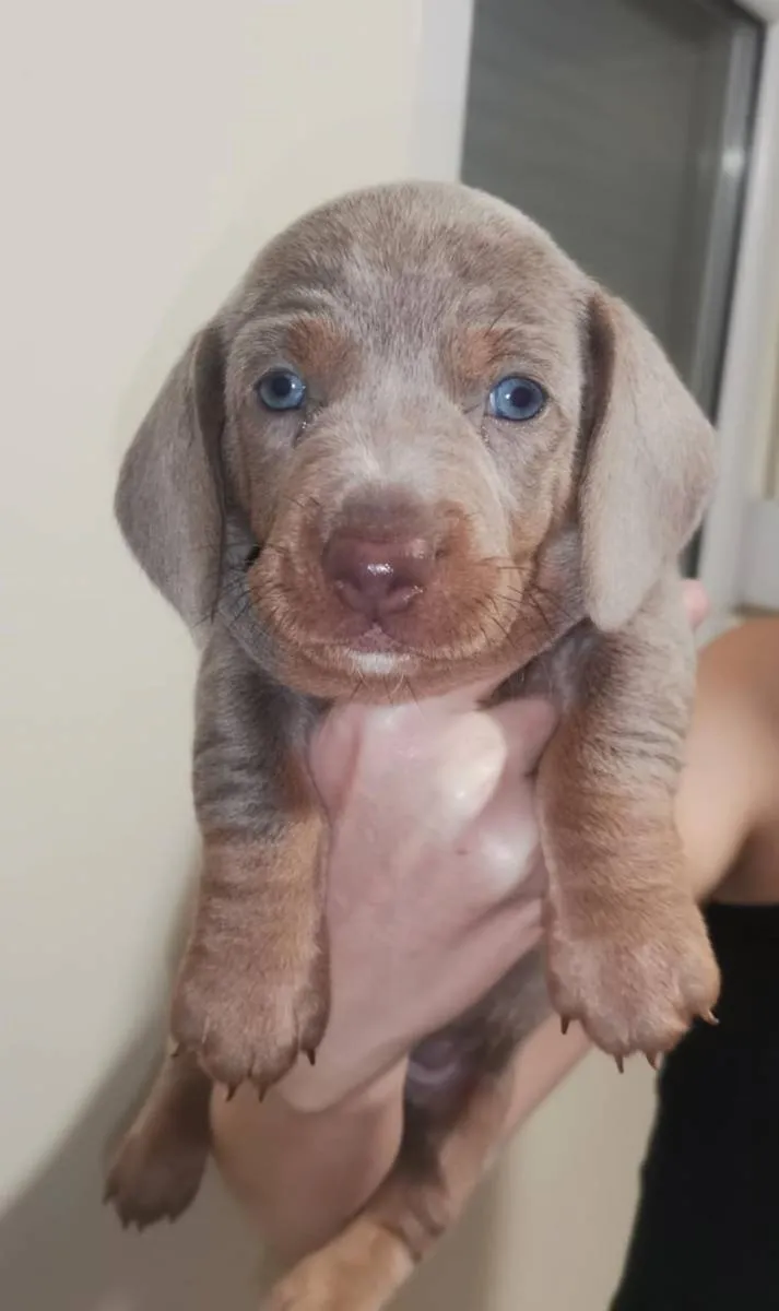 Jazavičar na prodaju, Zrenjanin (3)