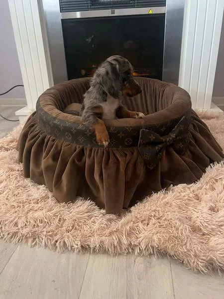 Jazavičar na prodaju, Novi Sad (4)