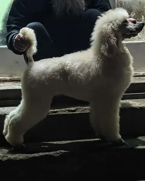 Pudla (velika) na prodaju, Valjevo (5)