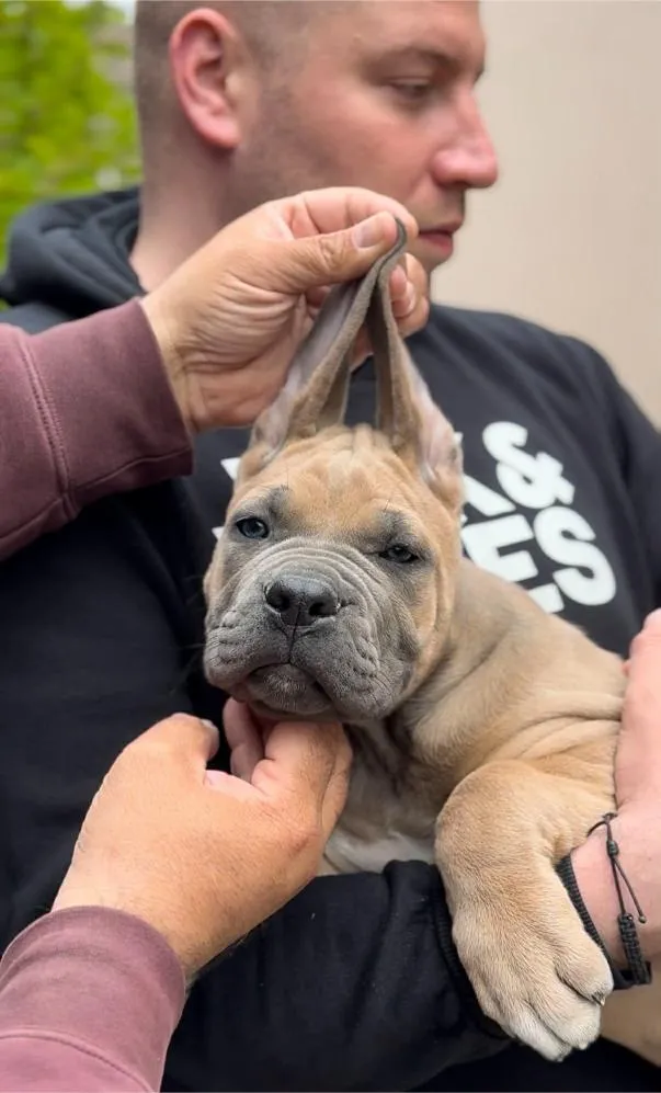 Kane korso na prodaju, Zrenjanin (2)