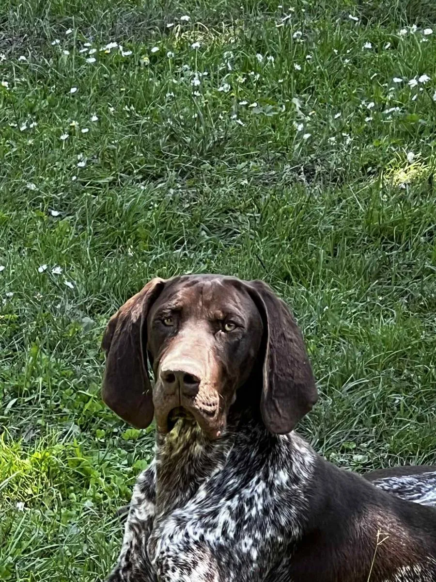 Nemački kratkodlaki ptičar na prodaju, Obrenovac (3)