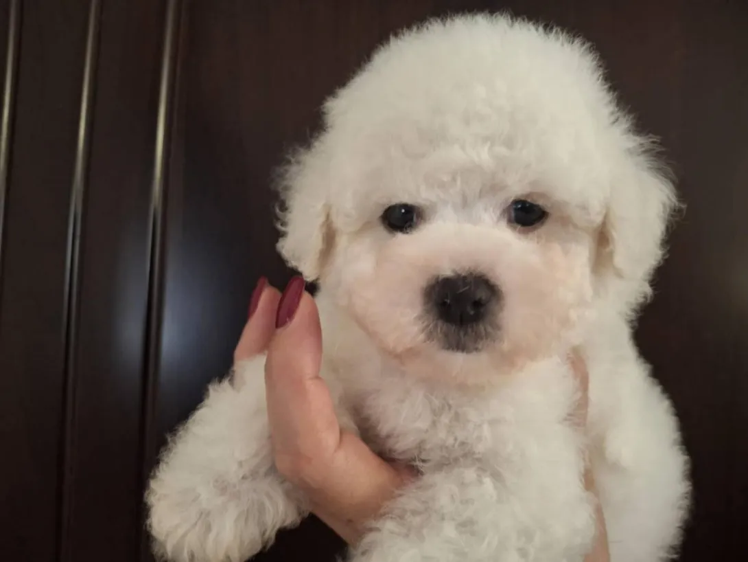 Kovrdžavi bišon na prodaju, Beograd