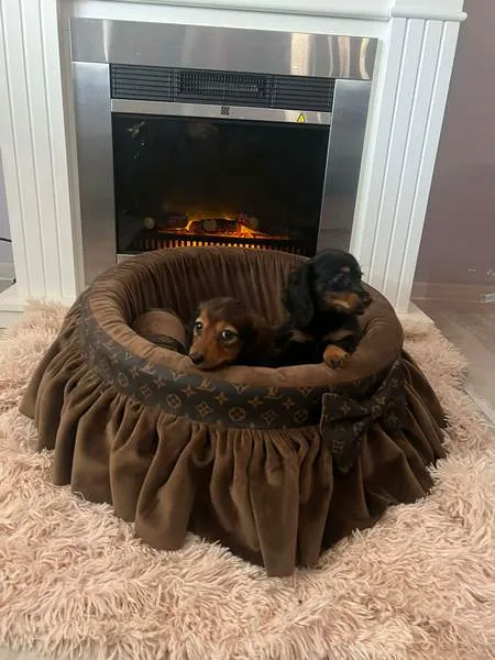 Jazavičar na prodaju, Novi Sad (2)