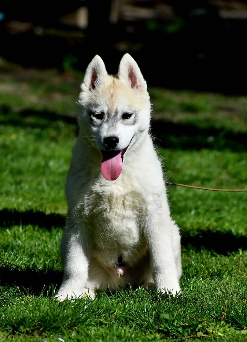 Sibirski haski na prodaju, Novi Sad