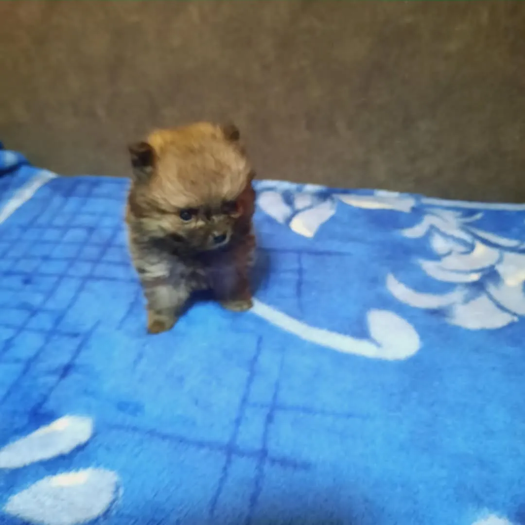 Nemački špic na prodaju, Kikinda (4)