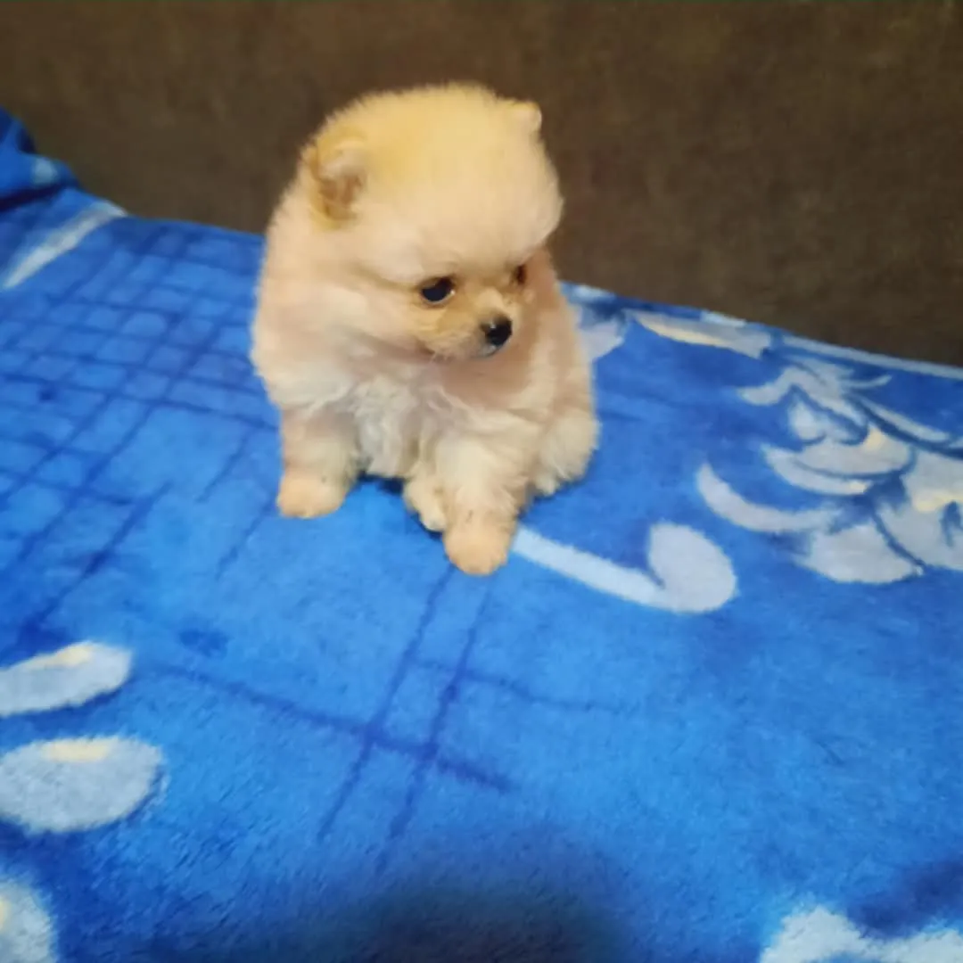 Nemački špic na prodaju, Kikinda (5)