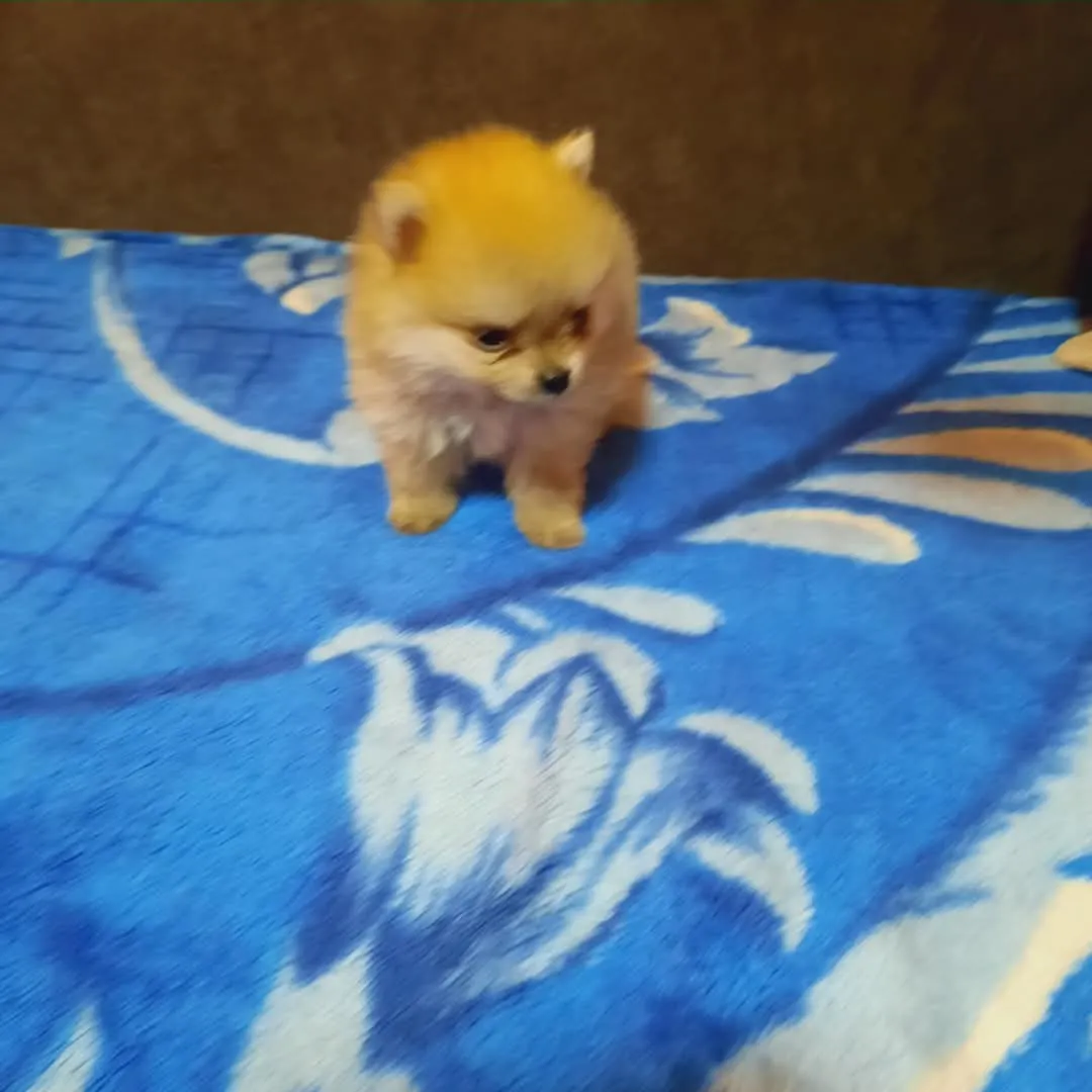 Nemački špic na prodaju, Kikinda (6)