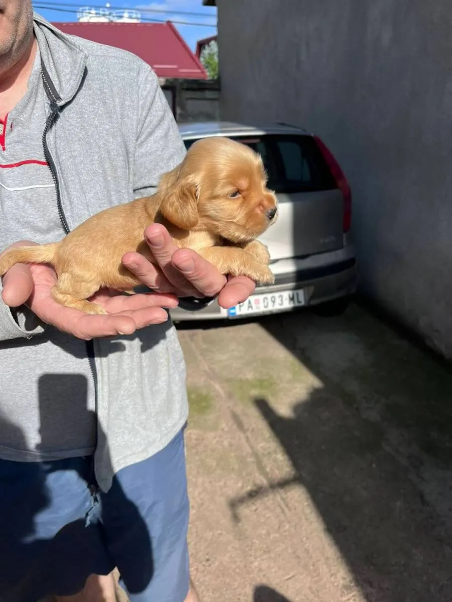 Engleski koker španijel na prodaju, Pančevo (5)