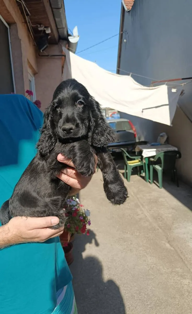 Engleski koker španijel na prodaju, Pančevo (2)