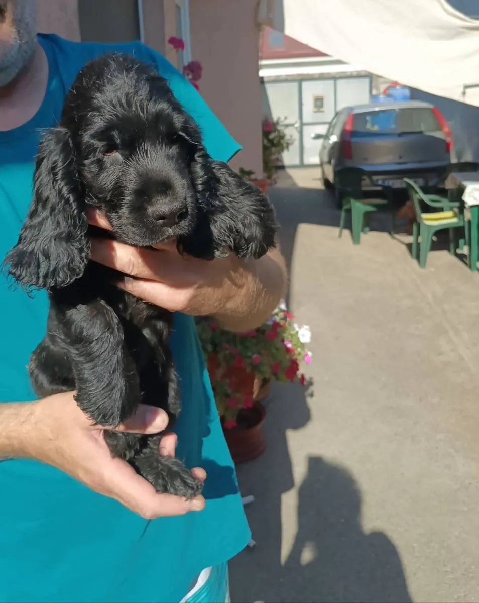 Engleski koker španijel na prodaju, Pančevo (3)