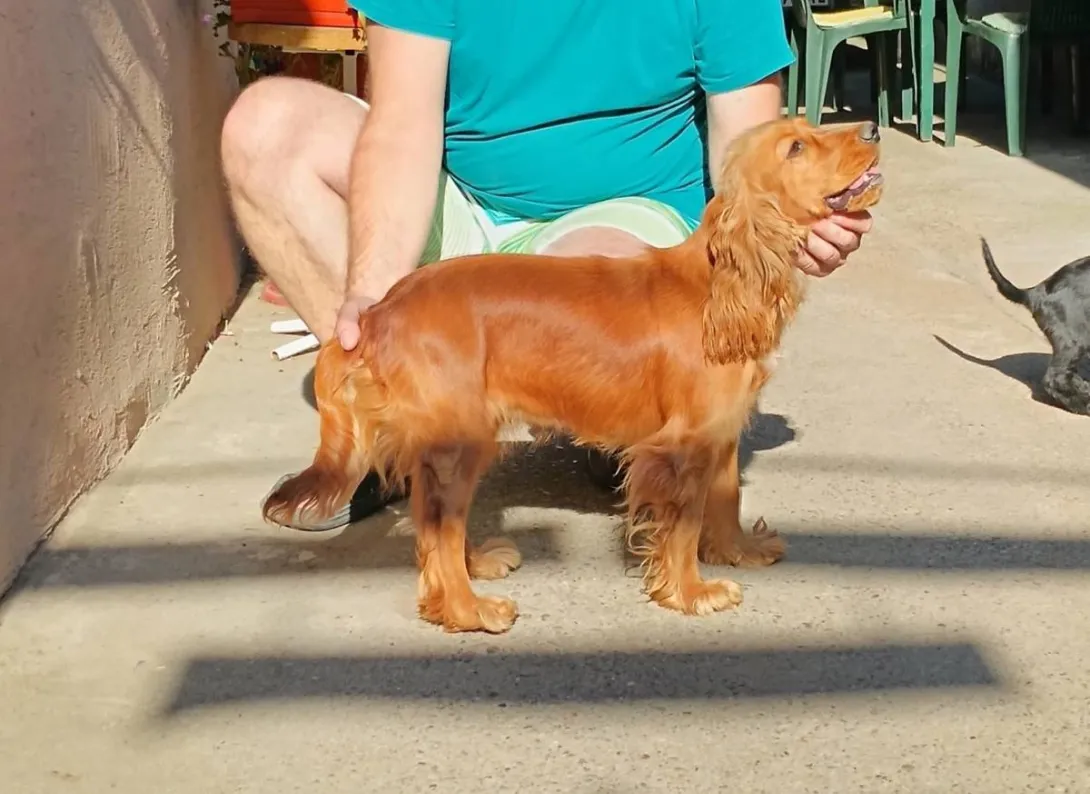 Engleski koker španijel na prodaju, Pančevo (4)