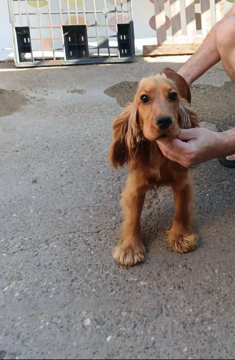 Engleski koker španijel na prodaju, Pančevo (5)