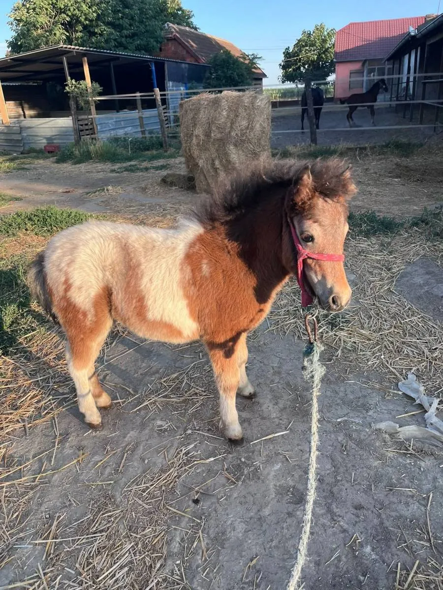 Ostalo na prodaju, Subotica