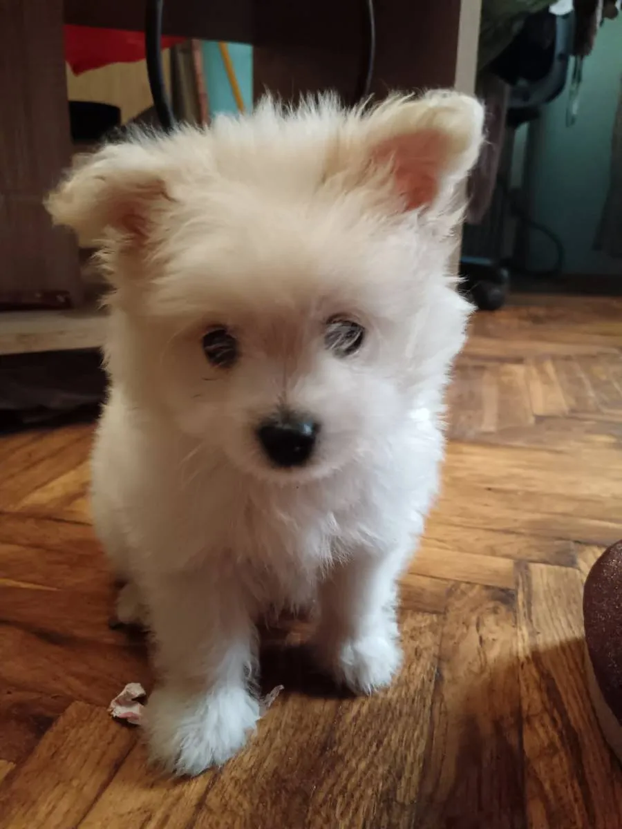 Nemački špic na prodaju, Pančevo (3)