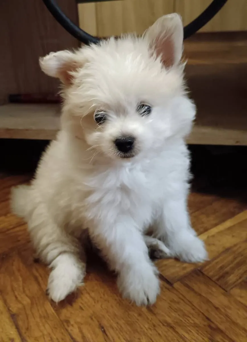 Nemački špic na prodaju, Pančevo (2)