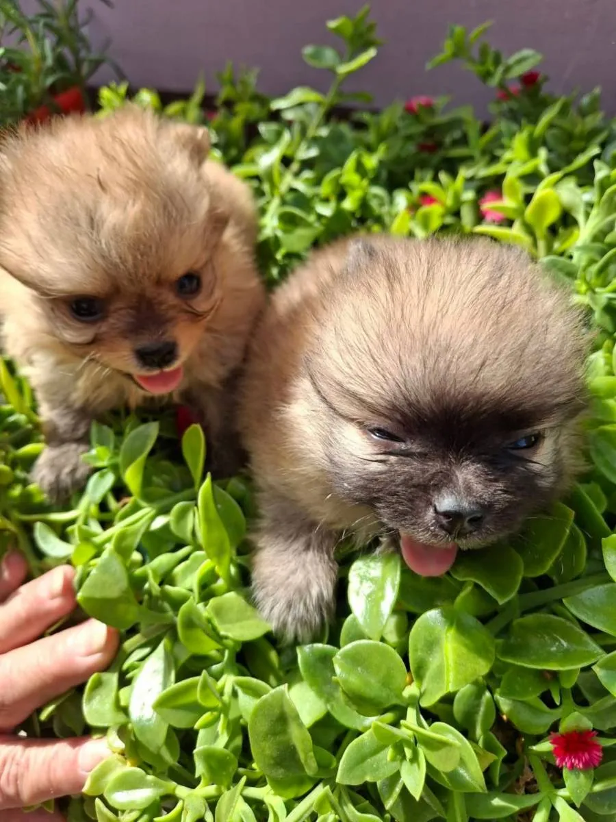 Nemački špic na prodaju, Kikinda