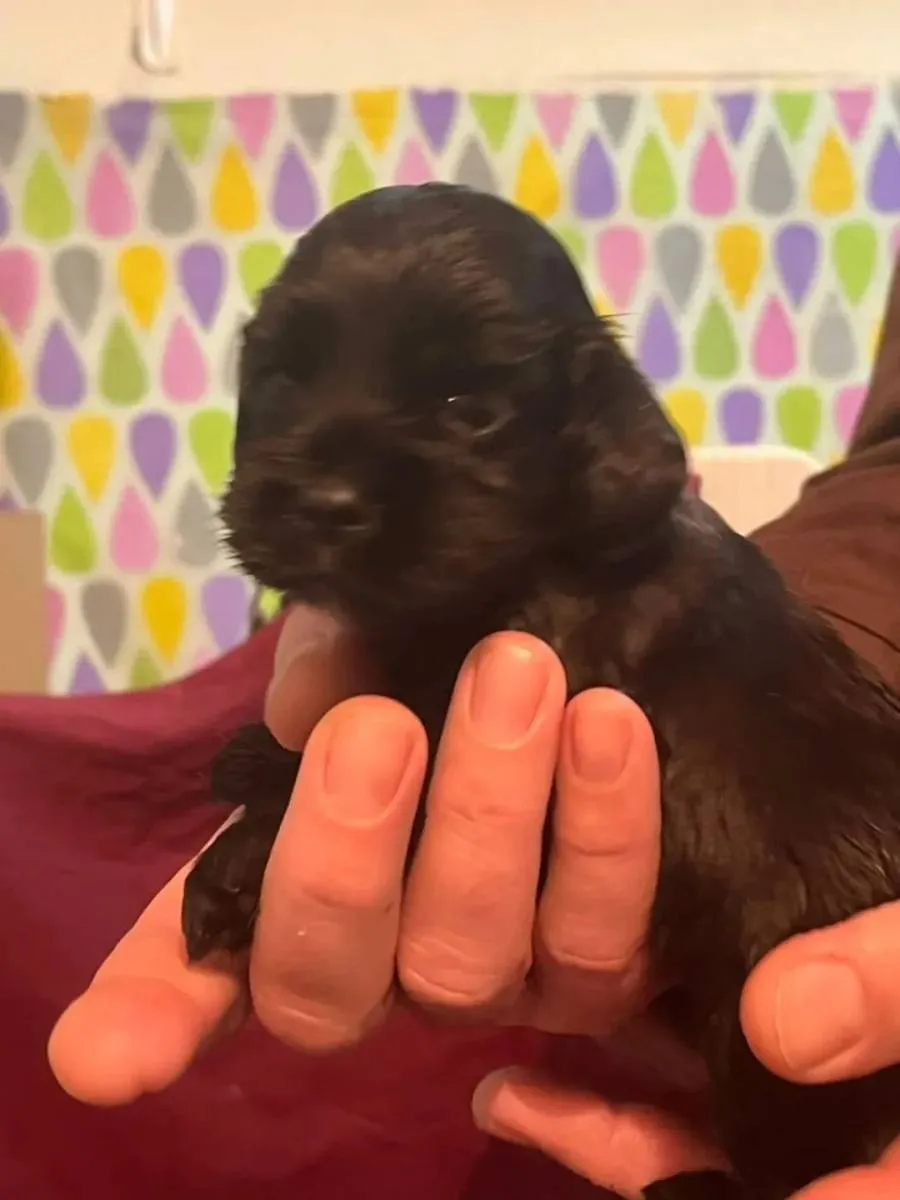 Engleski koker španijel na prodaju, Pančevo (4)