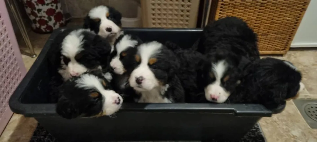 Bernski pastirski pas na prodaju, Subotica (2)