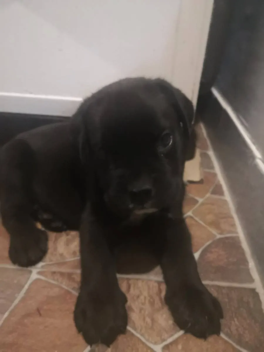 Kane korso na prodaju, Pančevo (3)