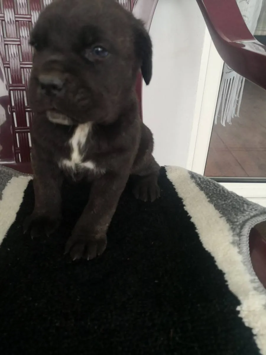 Kane korso na prodaju, Pančevo (4)