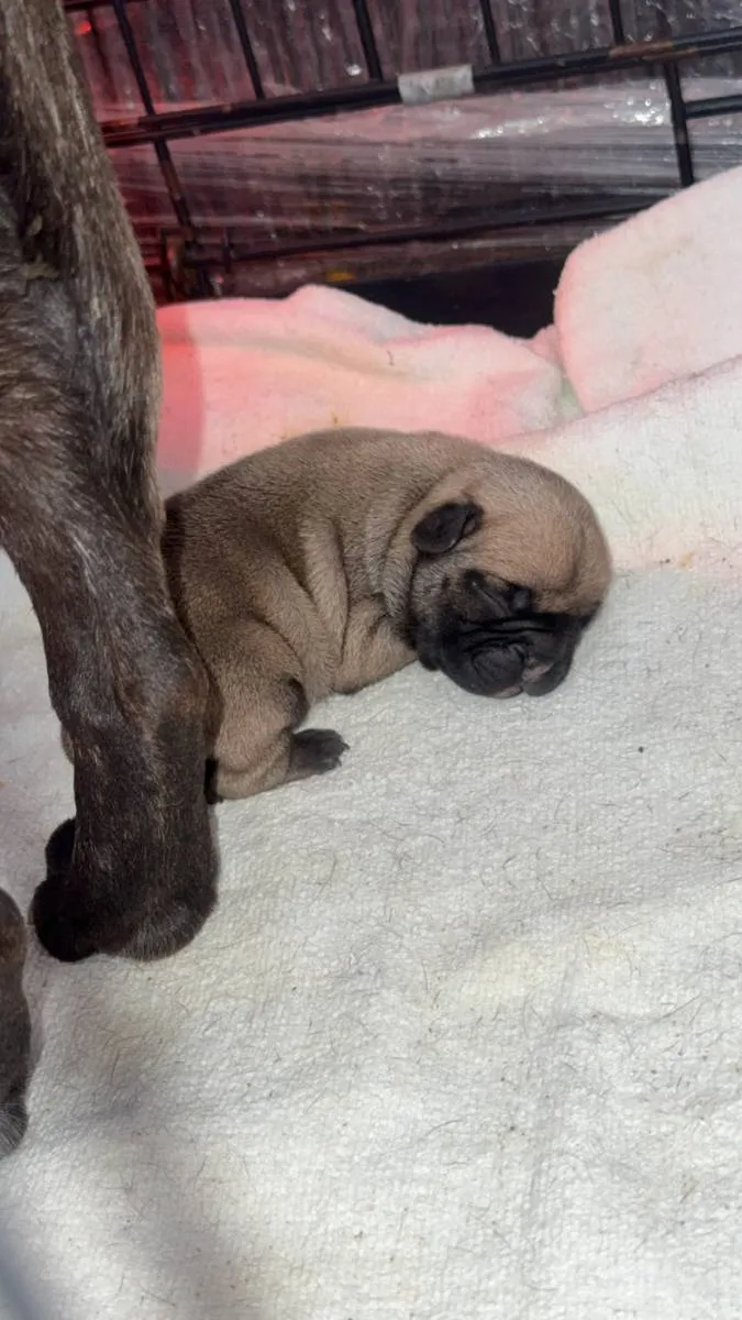 Francuski buldog na prodaju, Smederevska Palanka (5)