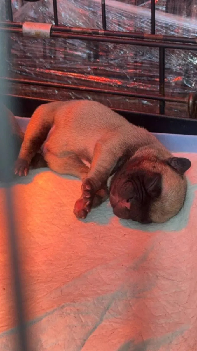 Francuski buldog na prodaju, Smederevska Palanka (5)