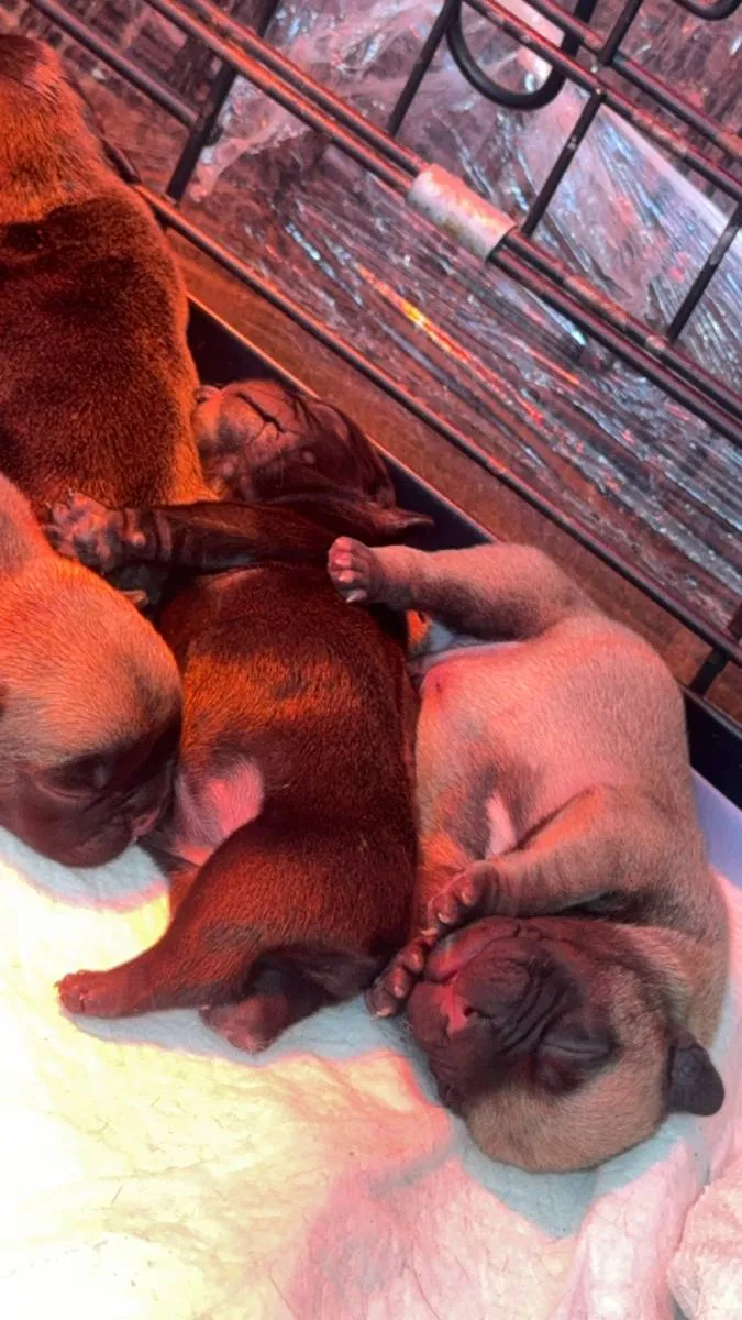 Francuski buldog na prodaju, Smederevska Palanka (6)