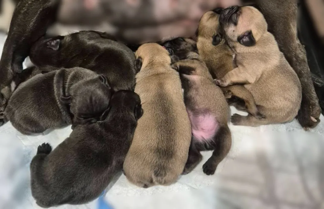 Francuski buldog na prodaju, Smederevska Palanka (2)