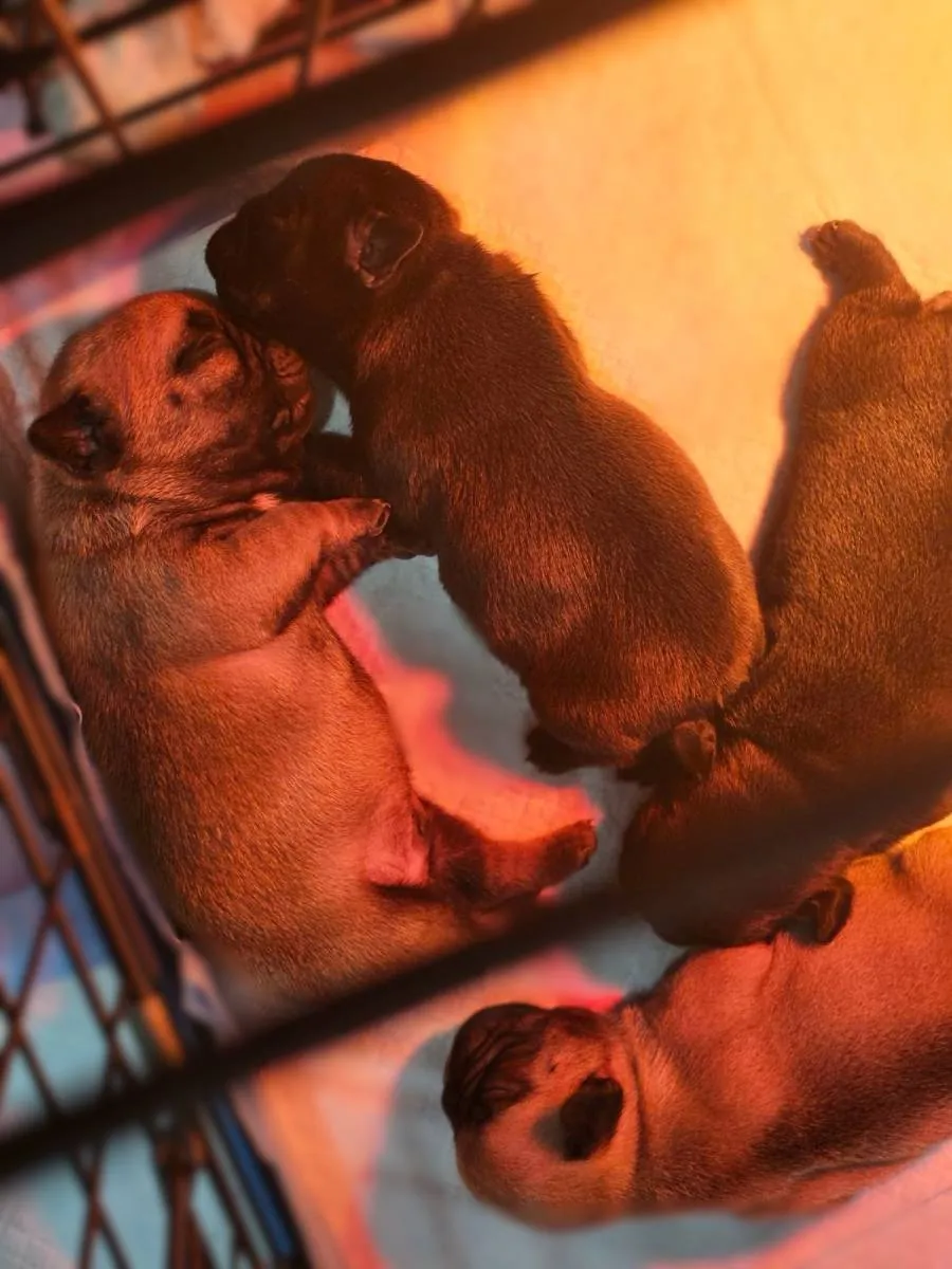 Francuski buldog na prodaju, Smederevska Palanka (3)