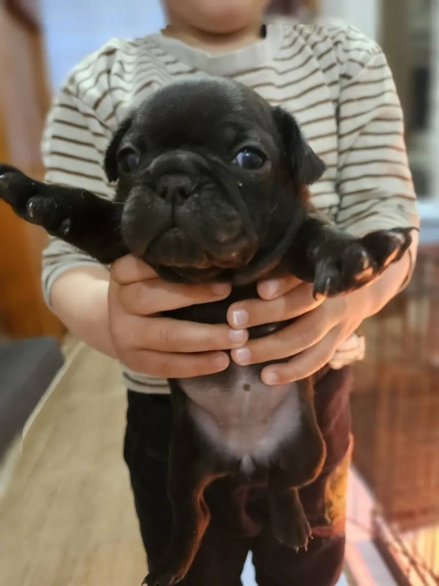 Francuski buldog na prodaju, Smederevska Palanka (3)