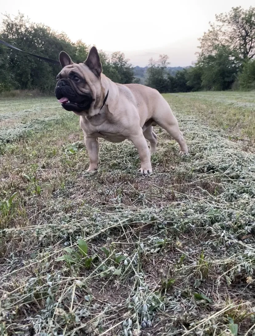 Francuski buldog na prodaju, Beograd