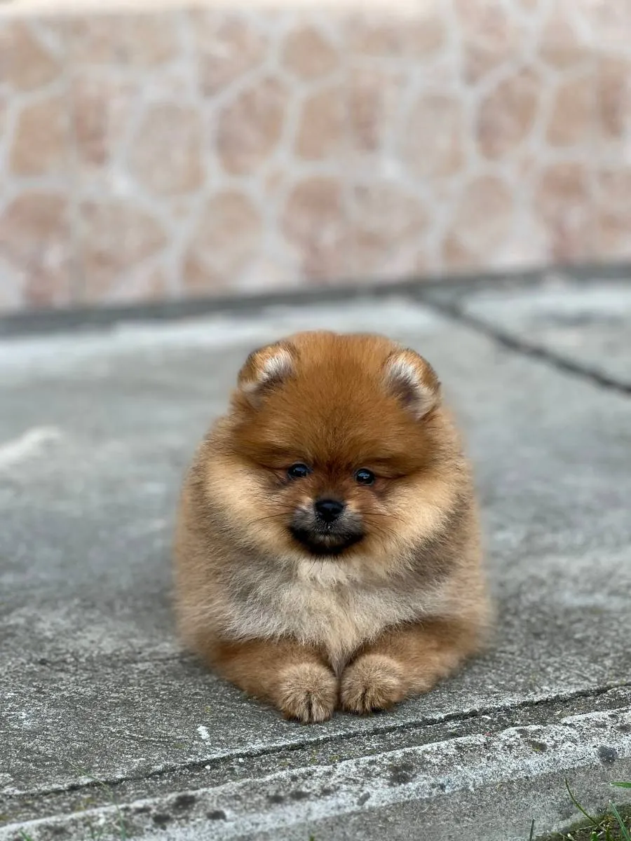 Nemački špic na prodaju, Novi Sad (3)