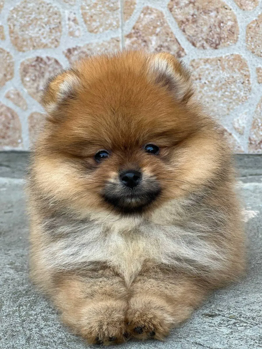 Nemački špic na prodaju, Novi Sad (4)