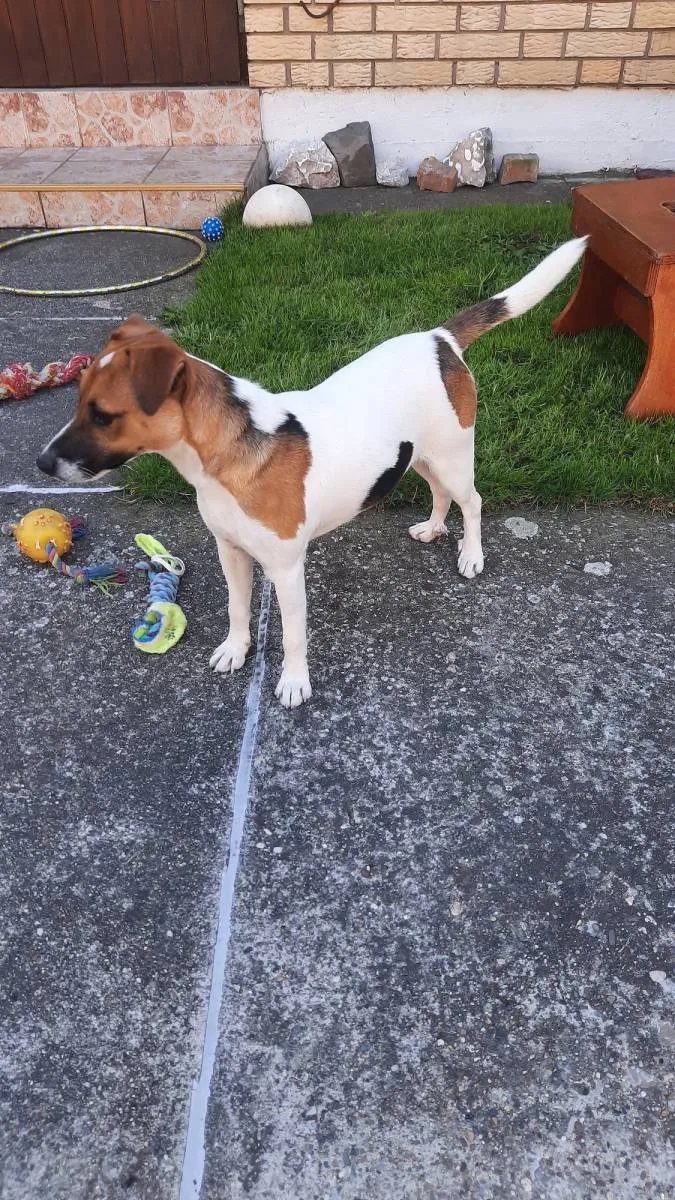 Džek raselov terijer na prodaju, Novi Sad (3)