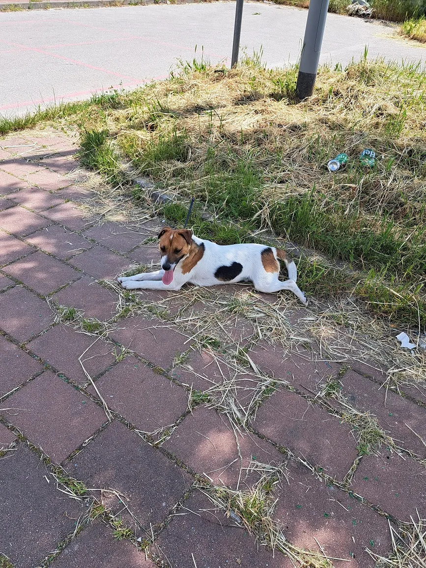 Džek raselov terijer na prodaju, Novi Sad (4)