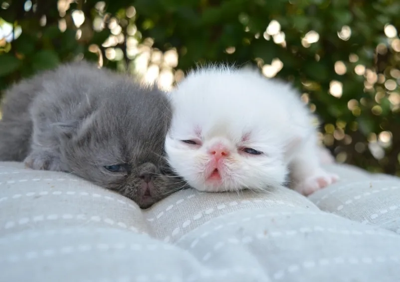 Persijska Mačka - Piggy Look na prodaju, Aleksinac (3)