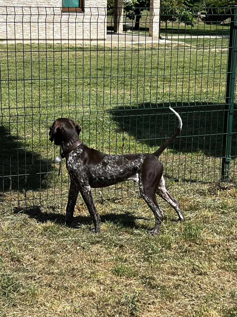 Nemački kratkodlaki ptičar na prodaju, Obrenovac (5)