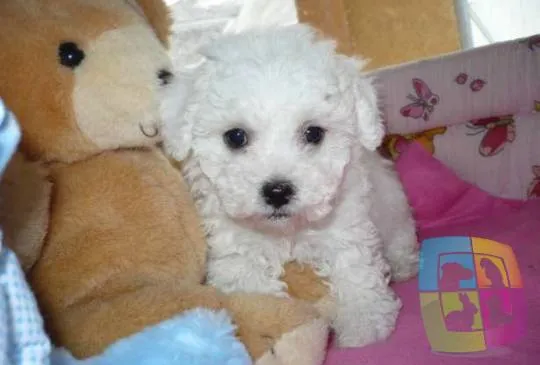 Malteški pas na prodaju, Novi Sad