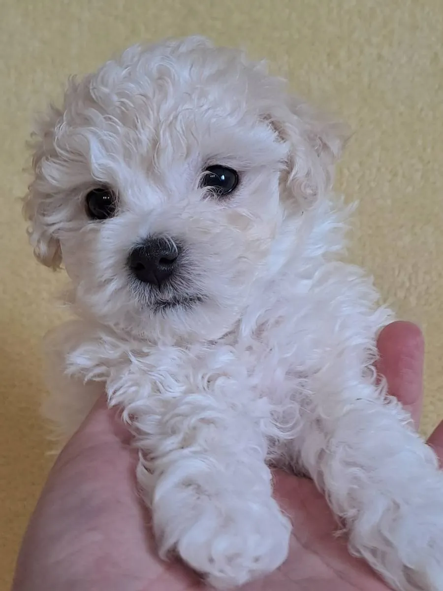 Pudla (patuljasta) na prodaju, Subotica