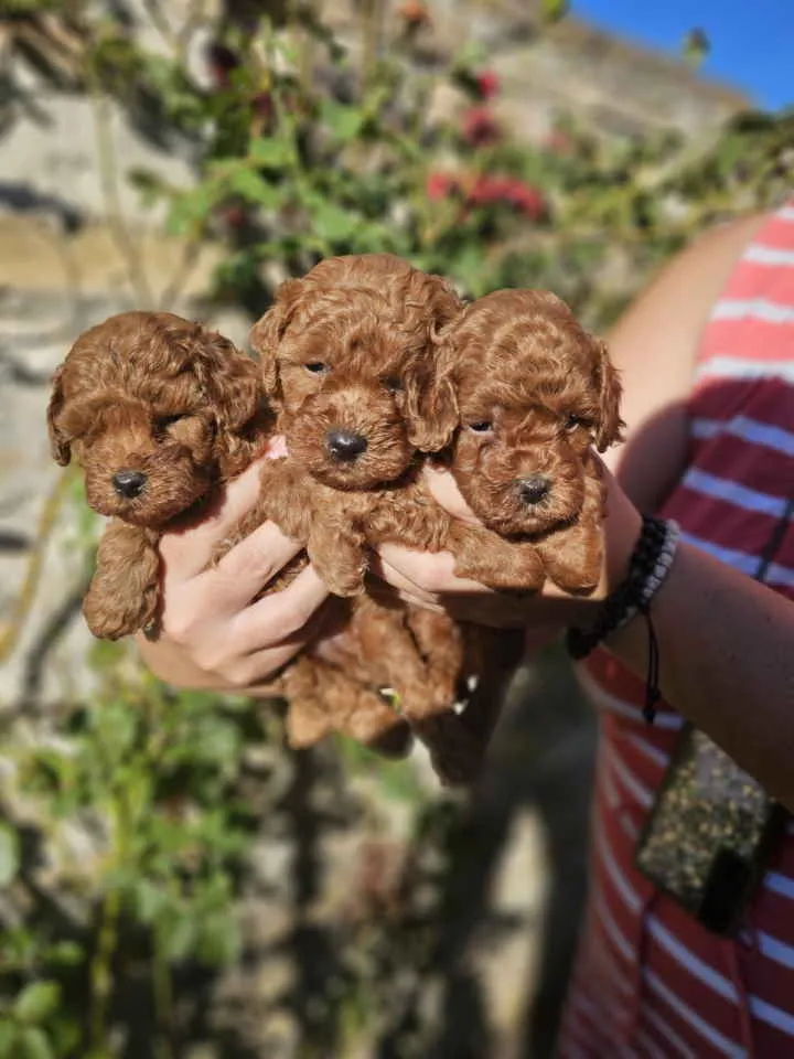 Pudla (patuljasta) na prodaju, Novi Sad