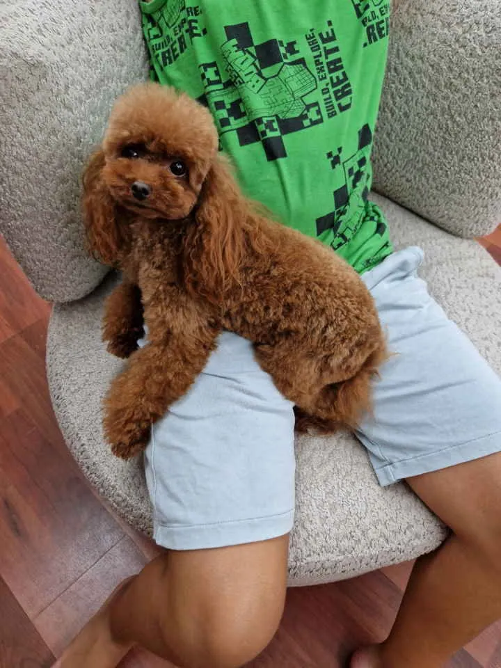 Pudla (patuljasta) na prodaju, Novi Sad (3)