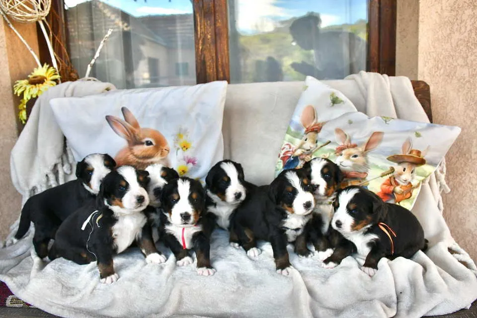 Bernski pastirski pas na prodaju, Čačak